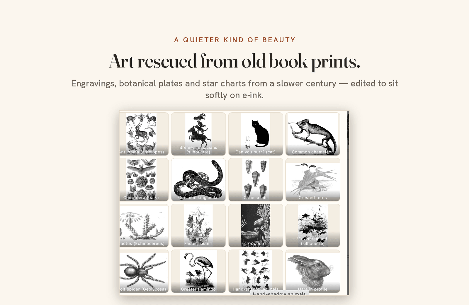 A selection of public-domain art prints — engravings and botanical plates — edited for e-ink